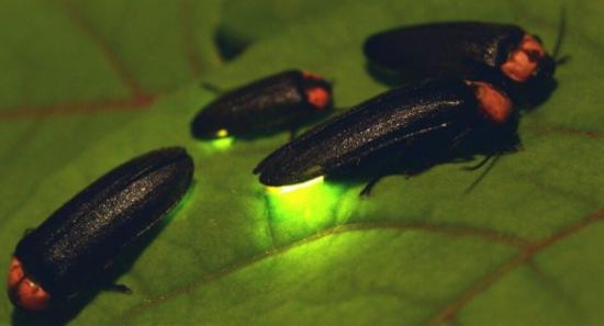 Firefly species endemic to Sri Lanka discovered